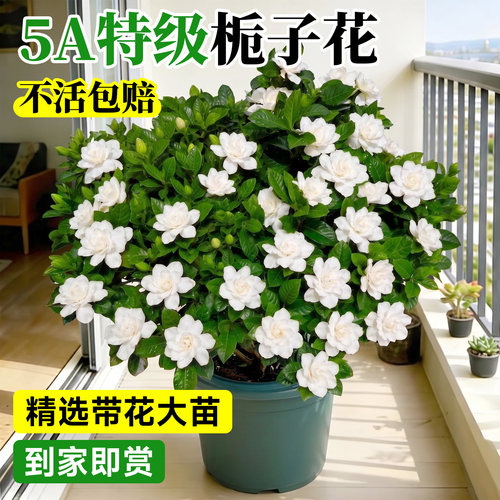 5A特级栀子花多分枝盆栽不活包补