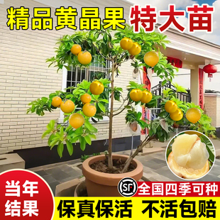 黄晶果嫁接苗果树黄金果苗久蜜冬蜜四季当年结果南北方种早熟盆栽