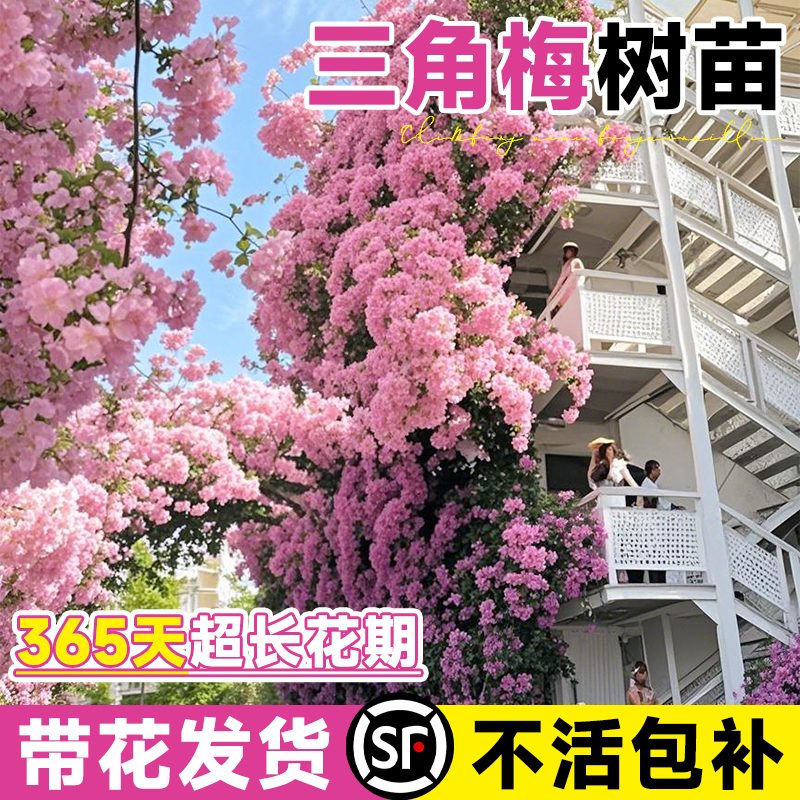 【三角梅】爬藤盆栽重瓣带花