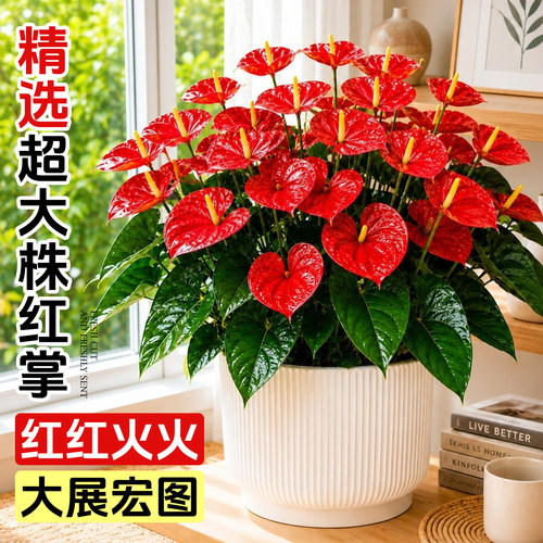 【大花大叶】特级红掌盆栽