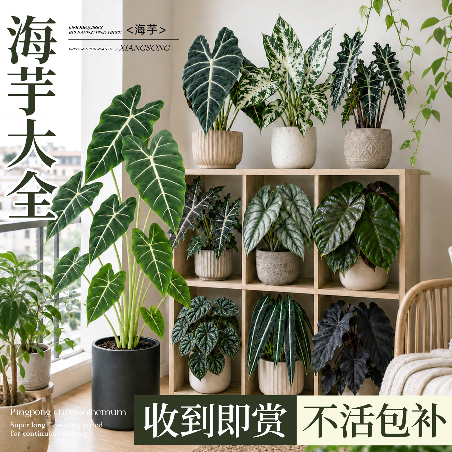 绿天鹅绒海芋彩叶阳台盆栽图片