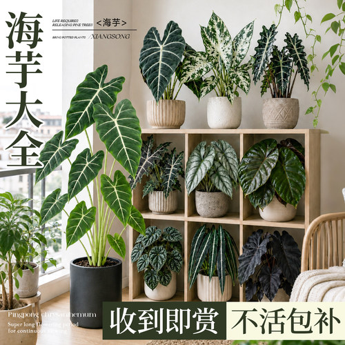 绿天鹅绒海芋彩叶阳台盆栽