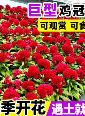鸡冠花种籽子孑凤尾花苗盆栽室内外阳台庭院好养易活四季播种开花