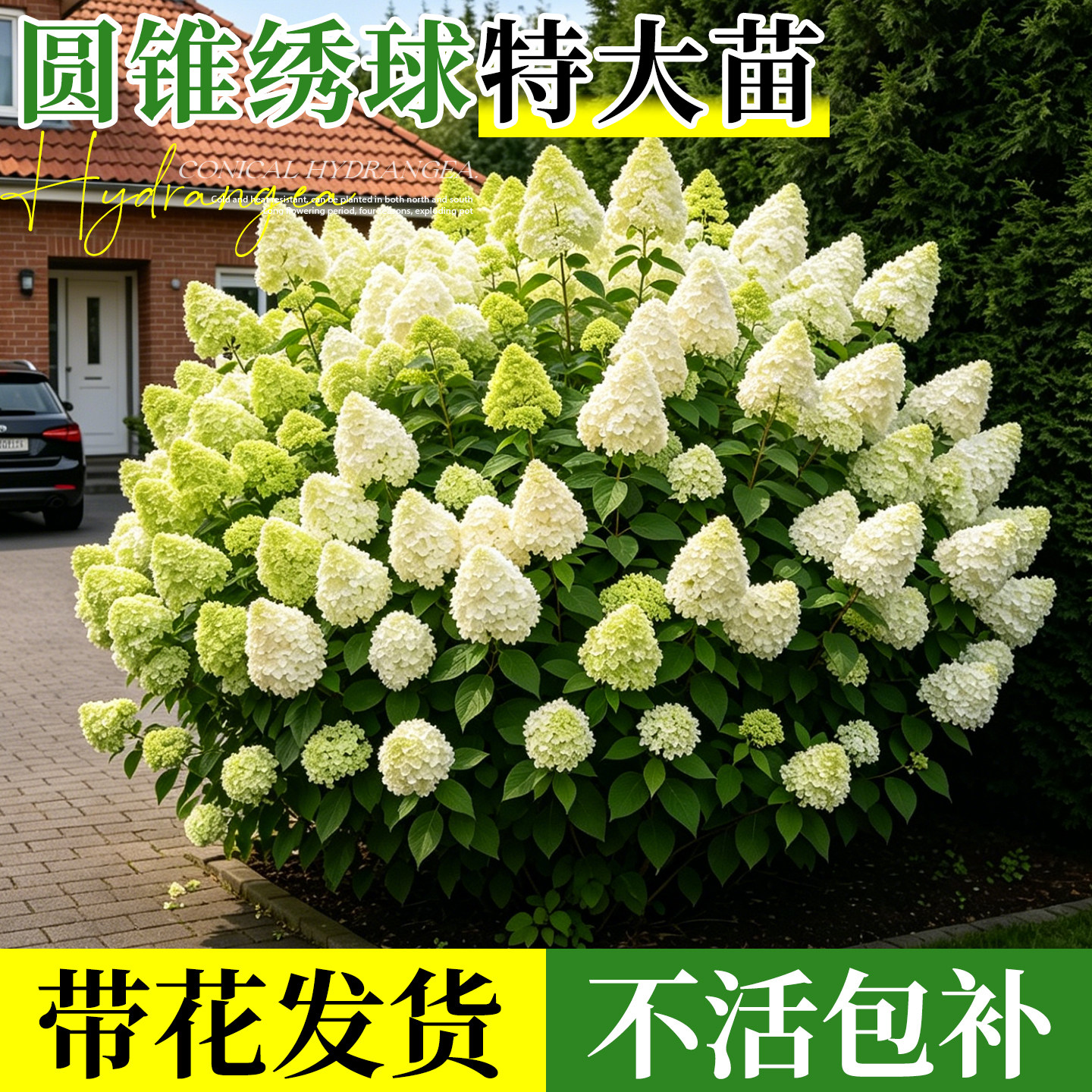 圆锥绣球石灰灯绣球花大苗盆栽香草草莓绿植阳台室外庭院花卉植物