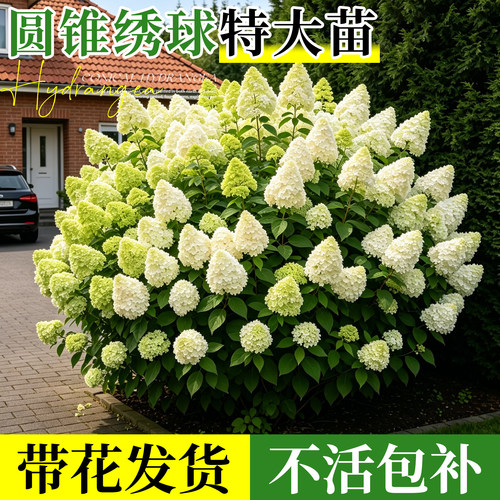 圆锥绣球花大苗石灰灯绣球花
