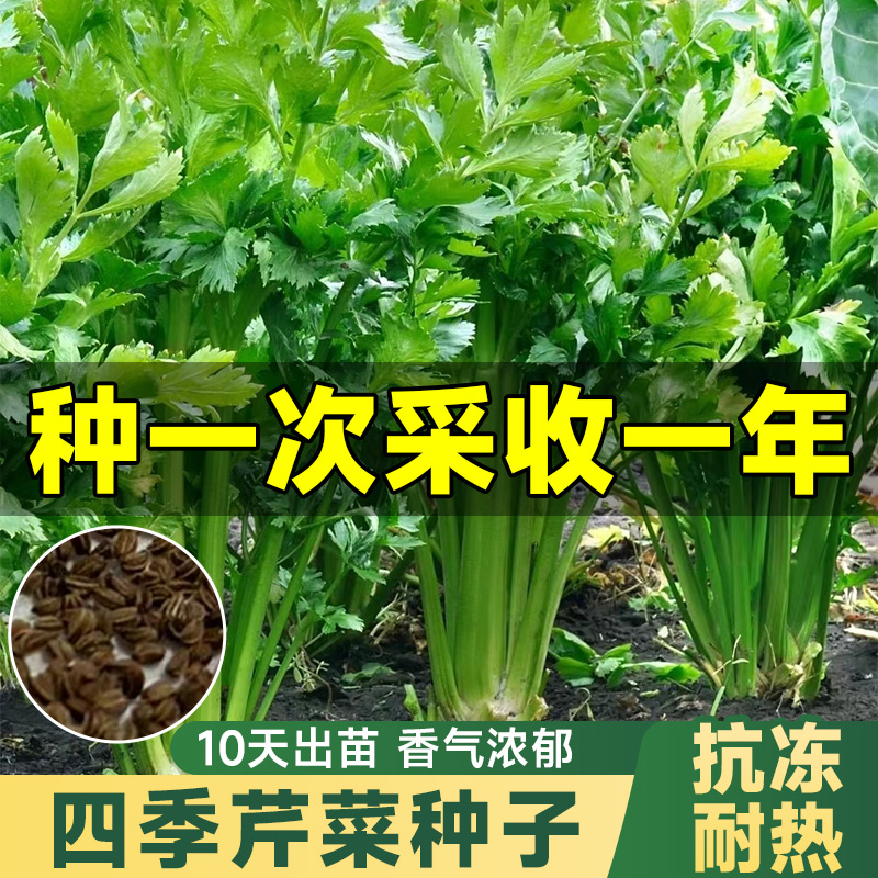 芹菜种子四季小香芹种孑阳台种植蔬菜籽种庭院西芹秋冬菜苗秧高产-封面