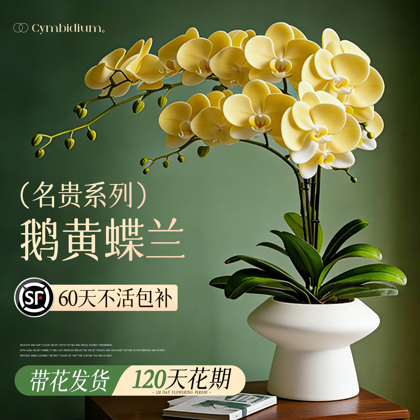 蝴蝶兰带花盆栽带花苞特大号高级花卉绿植兰花洋兰年宵花客厅卧室