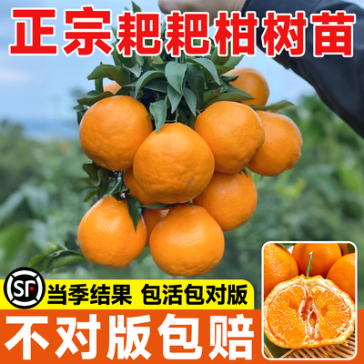 包成活到对版，当季结果