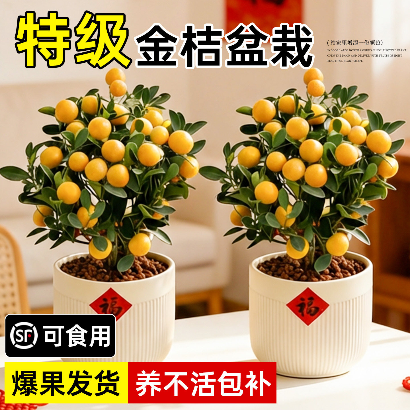 金桔树盆栽树苗年橘可食用带果脆皮四季橘子客厅室内外绿植物好养,鲜花速递/花卉仿真/绿植园艺,绿植,淘宝优惠券,粉丝福利购,淘宝优惠卷