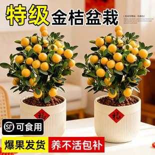 金桔树盆栽树苗年橘可食用带果脆皮四季橘子客厅室内外绿植物好养