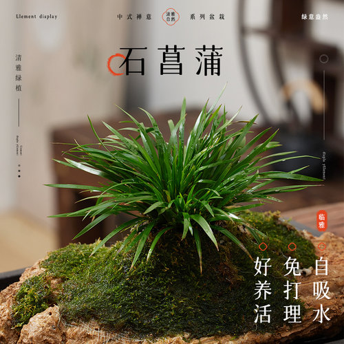 菖蒲吸水石绿植水培植物盆景
