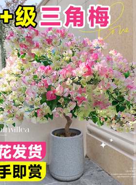 三角梅盆栽带花老桩绿植花卉重瓣绿樱漳红樱树苗室内阳台爬藤植物