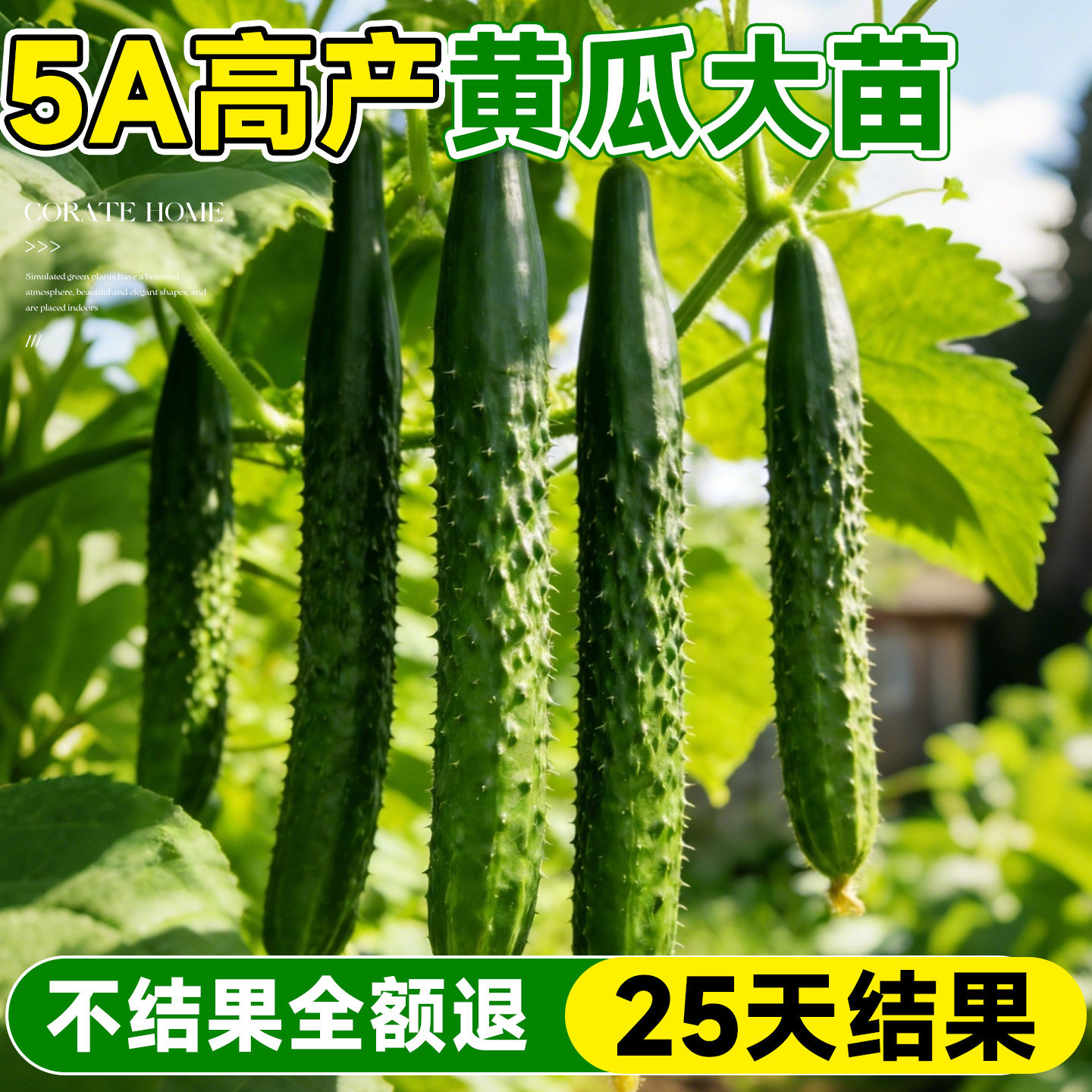 黄瓜苗秧密刺老品种水果黄果种籽种苗四季高产抗病阳台盆栽蔬菜苗