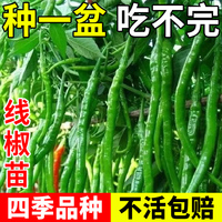 線椒薄皮四季辣椒苗種籽