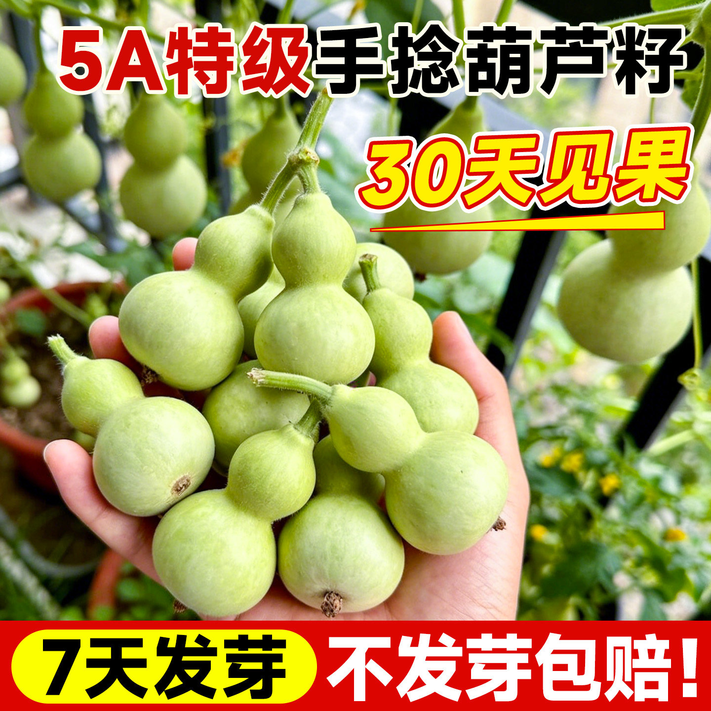 手捻葫芦籽种阳台庭院盆栽爬藤植物农作物种子文玩特小葫芦种籽子
