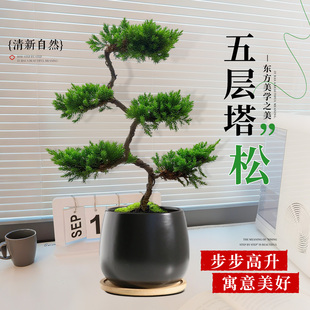 五层塔松盆栽室内客厅植物盆景办公室迎客松桌面绿植乔迁开业礼物