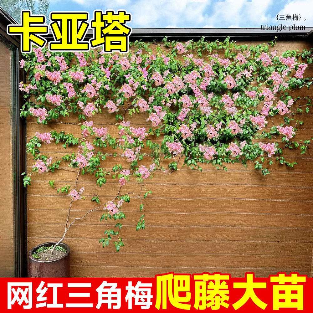 卡亚塔爬藤三角梅盆栽绿樱老桩带花苞发货庭院花卉四季绿植物开花,鲜花速递/花卉仿真/绿植园艺,时令草本花卉,淘宝优惠券,粉丝福利购,淘宝优惠卷