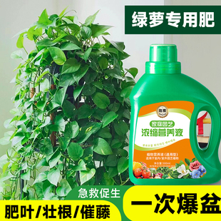 绿萝营养液肥料专用肥植物盆栽绿箩营养液花肥料家用土水培养花用