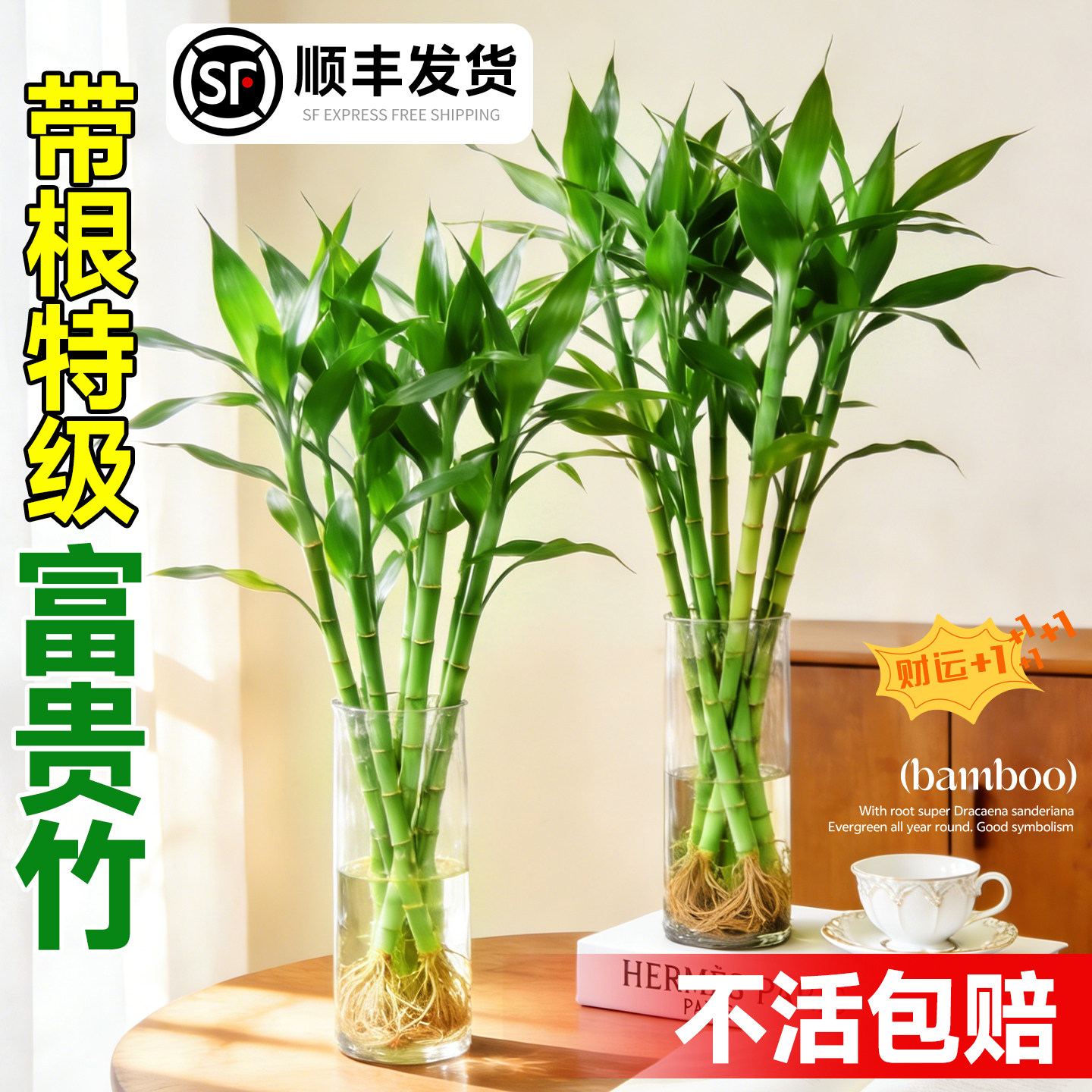 富贵竹水培植物客厅招财粗杆带根节节高竹节盆栽转运竹水养竹子