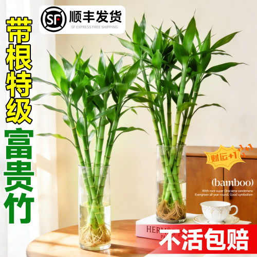 【带根特级】富贵竹粗杆水培植物