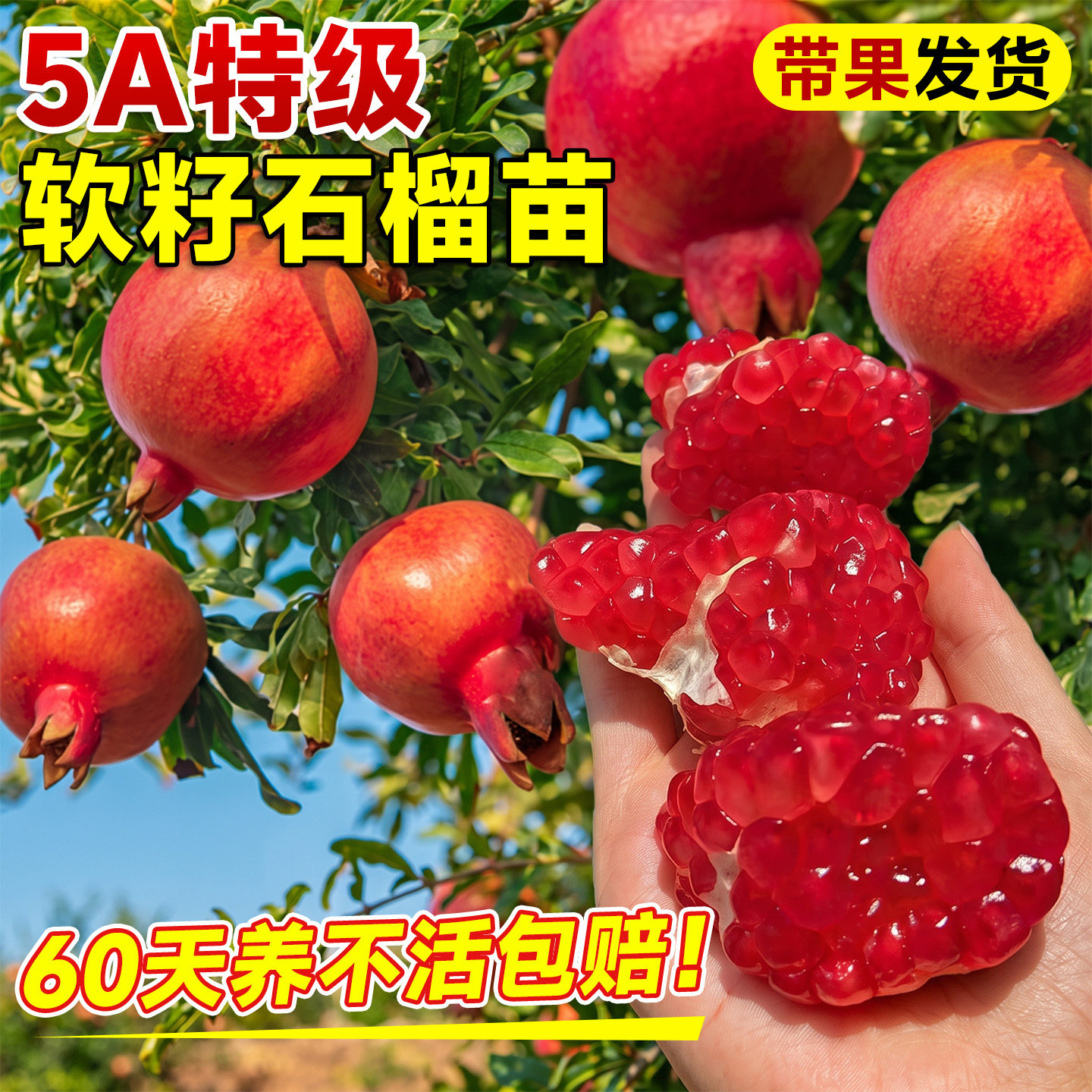 【带果发货】软籽石榴树苗包结果图片