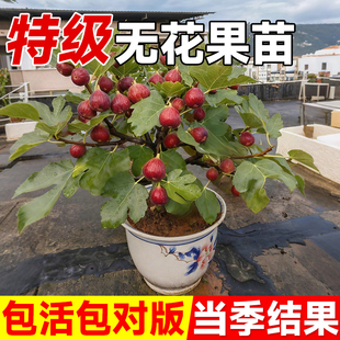 无花果树苗格莱斯波姬红青皮果苗特大果南北方四季种植水果地盆栽