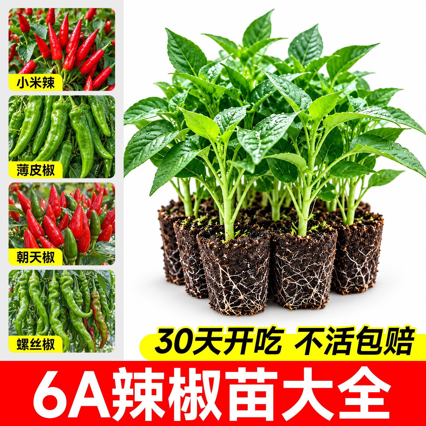【6A包活】辣椒苗大全壮苗带土图片