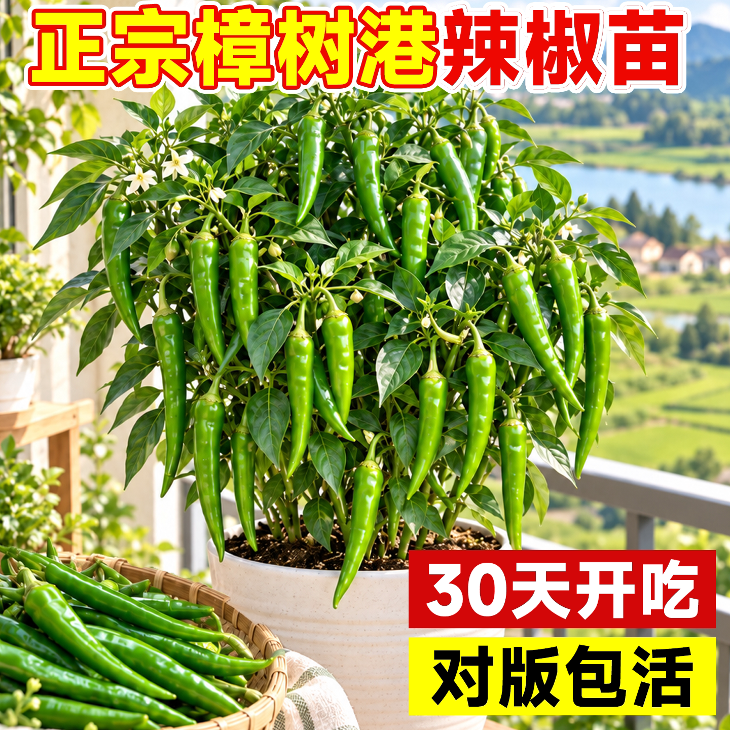 湖南樟树港辣椒苗带土高产四季图片