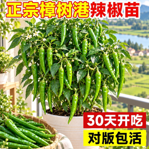 湖南樟树港辣椒苗带土高产四季