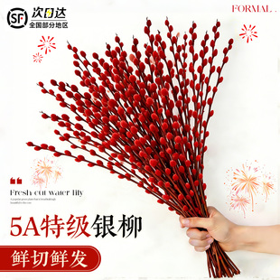 银柳真花鲜枝干花花束室内客厅摆设年宵花耐寒迎新年花卉水养植物