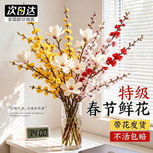 腊梅鲜花年宵花花期超长的水培植物室内好养玉兰梅花桃花基地直发