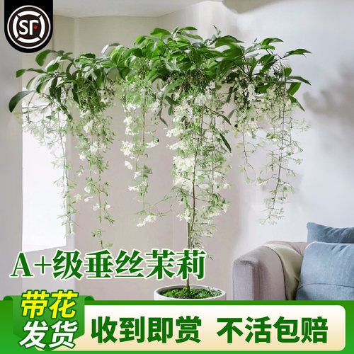 垂丝茉莉盆栽带花苞室内绿植好养活带花发货老桩垂吊风车植物花卉