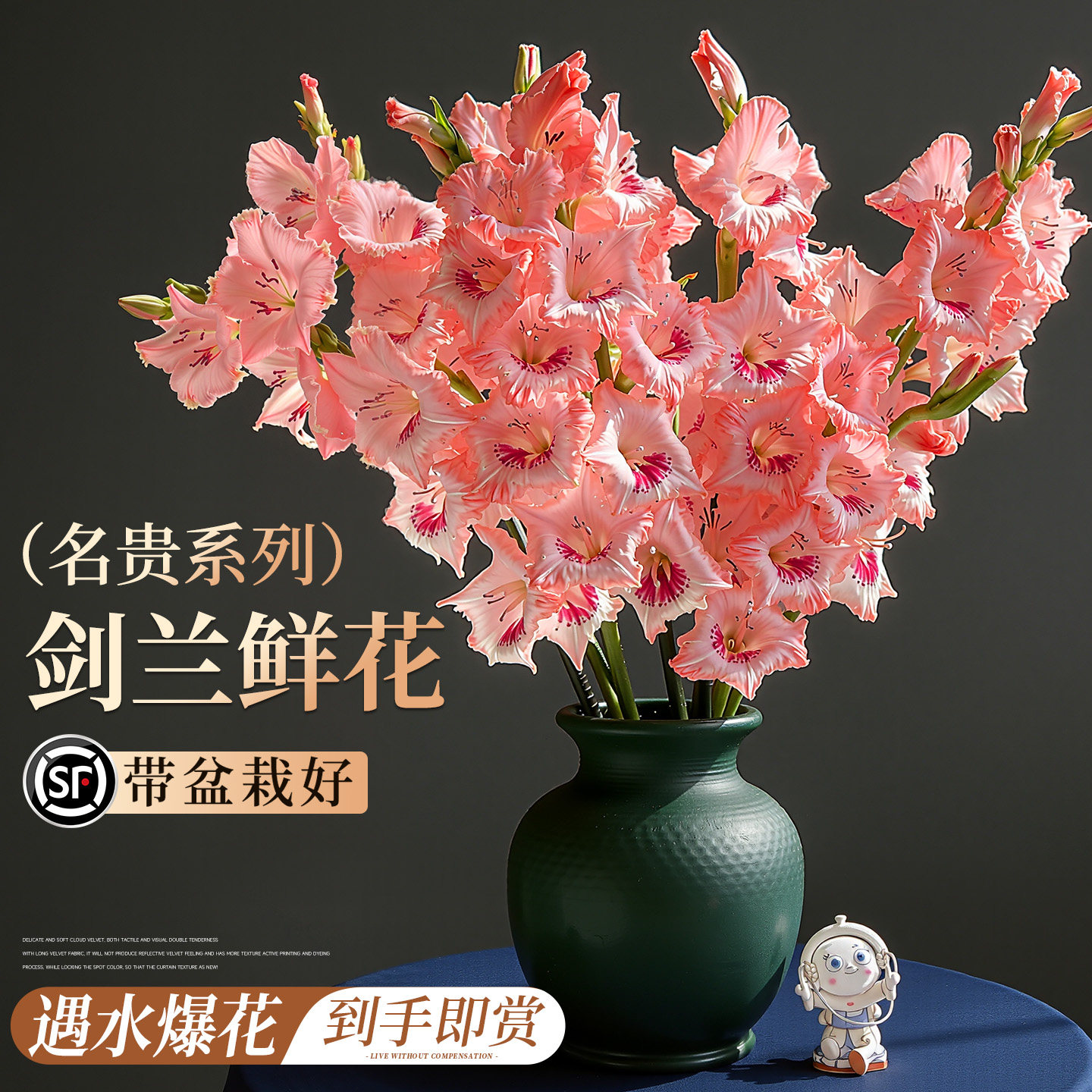 剑兰鲜花云南直发花束节节高水培花卉室内好养切花插花材超长花期