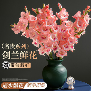 剑兰鲜花云南直发花束节节高水培花卉室内好养切花插花材超长花期