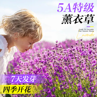 薰衣草种子花籽四季庭院别墅盆栽花卉种籽驱蚊植物阳台室外花种子