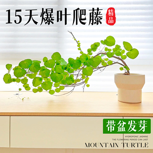 山乌龟爬藤植物一叶龟种球盆栽办公室内客厅桌面好养活绿植小摆件