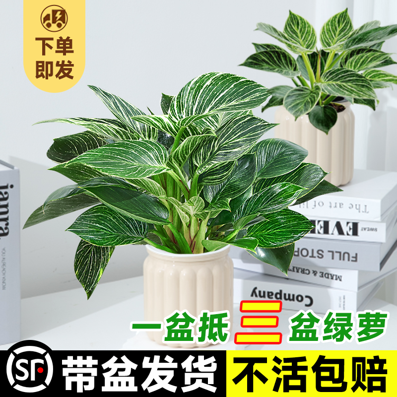 铂金钻盆栽纯水培植物绿萝高端室内花卉好养绿植曼绿绒四季开花禄