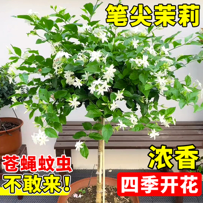 笔尖茉莉老桩独杆单瓣茉莉花苗室内外庭院驱蚊植物四季开花卉盆栽