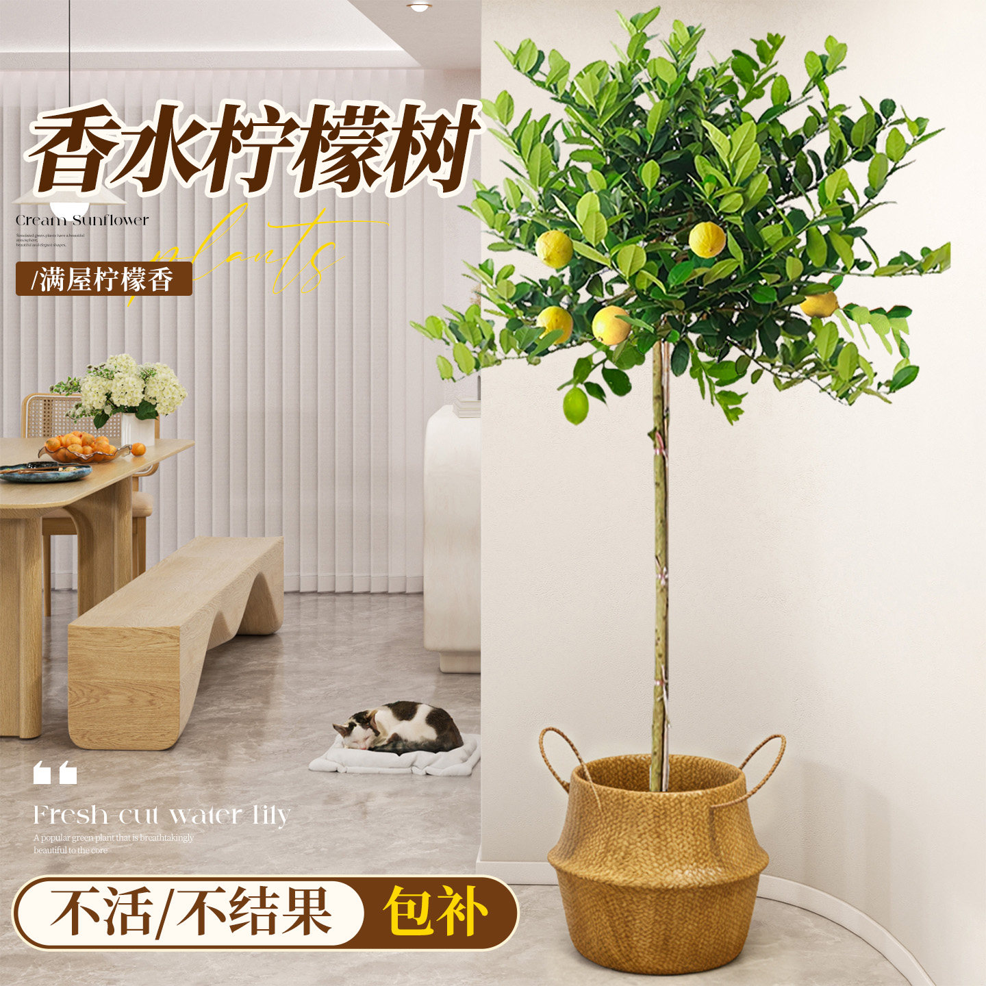香水柠檬树带果老桩树苗大盆栽绿植客厅阳台室内大型植物四季好养,鲜花速递/花卉仿真/绿植园艺,大型绿植/成品组合盆栽,淘宝优惠券,粉丝福利购,淘宝优惠卷