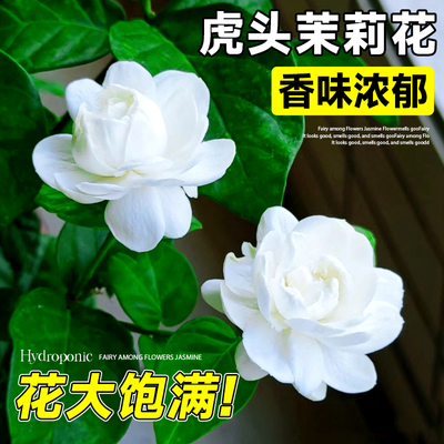 虎头茉莉花盆带花发货