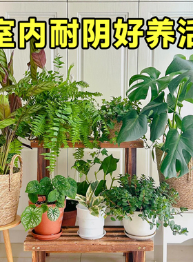 室内耐阴好养易活的植物不喜光适合懒人养的客厅桌面盆栽绿植花卉