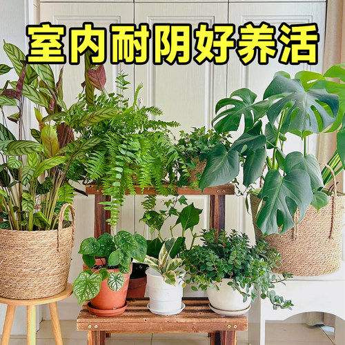 室内耐阴好养易活的植物懒人可养