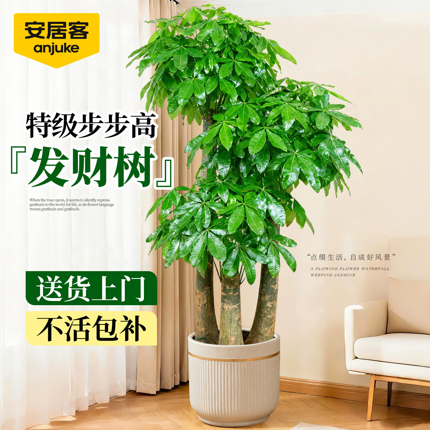 安居客步步高发财树三杆原生客厅盆栽大型绿植乔迁办公室开业送礼,鲜花速递/花卉仿真/绿植园艺,大型绿植/成品组合盆栽,淘宝优惠券,粉丝福利购,淘宝优惠卷