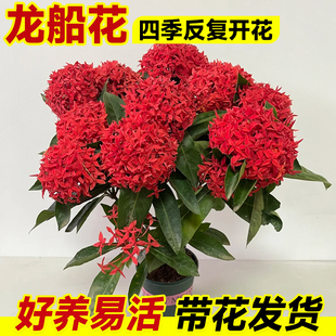 花卉室外四季 龙船花盆栽带花苞老桩适合懒人养 耐寒耐热开花植物