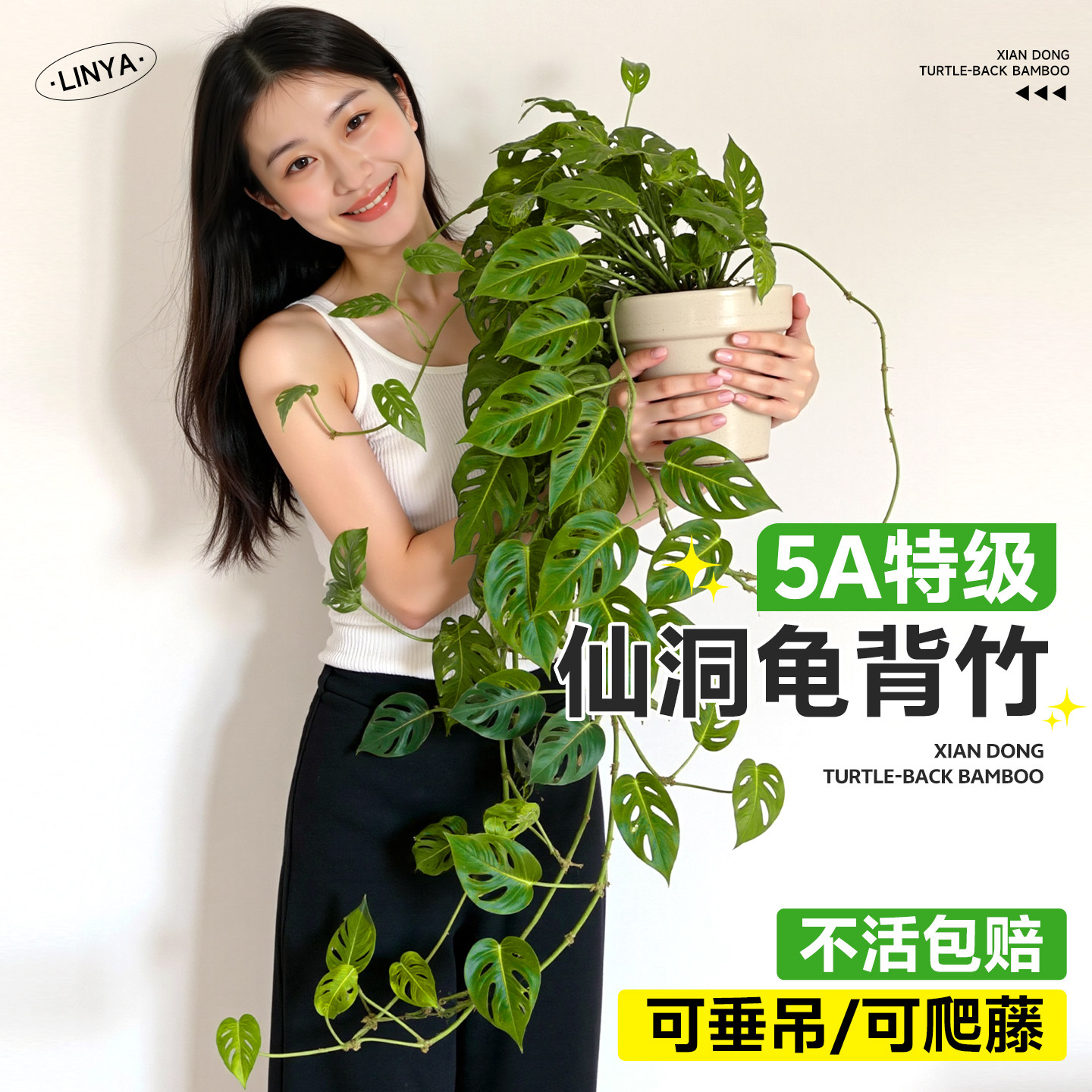 5A特级仙洞龟背竹好养活耐寒热图片