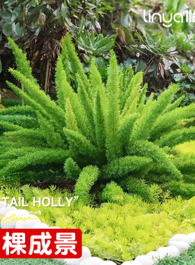 狐尾天门冬盆栽大苗室内阳台植物室外庭院植物造景四季常青好养活