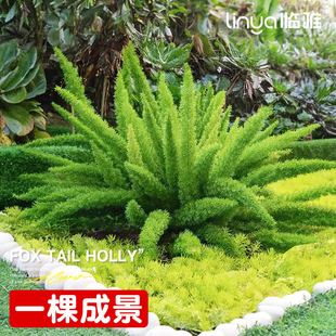 狐尾天门冬盆栽大苗室内阳台植物室外庭院植物造景四季常青好养活