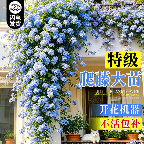 【开花机器】特级爬藤蓝雪花