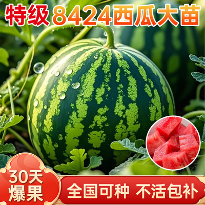 8424麒麟西瓜苗包结果包活包对版