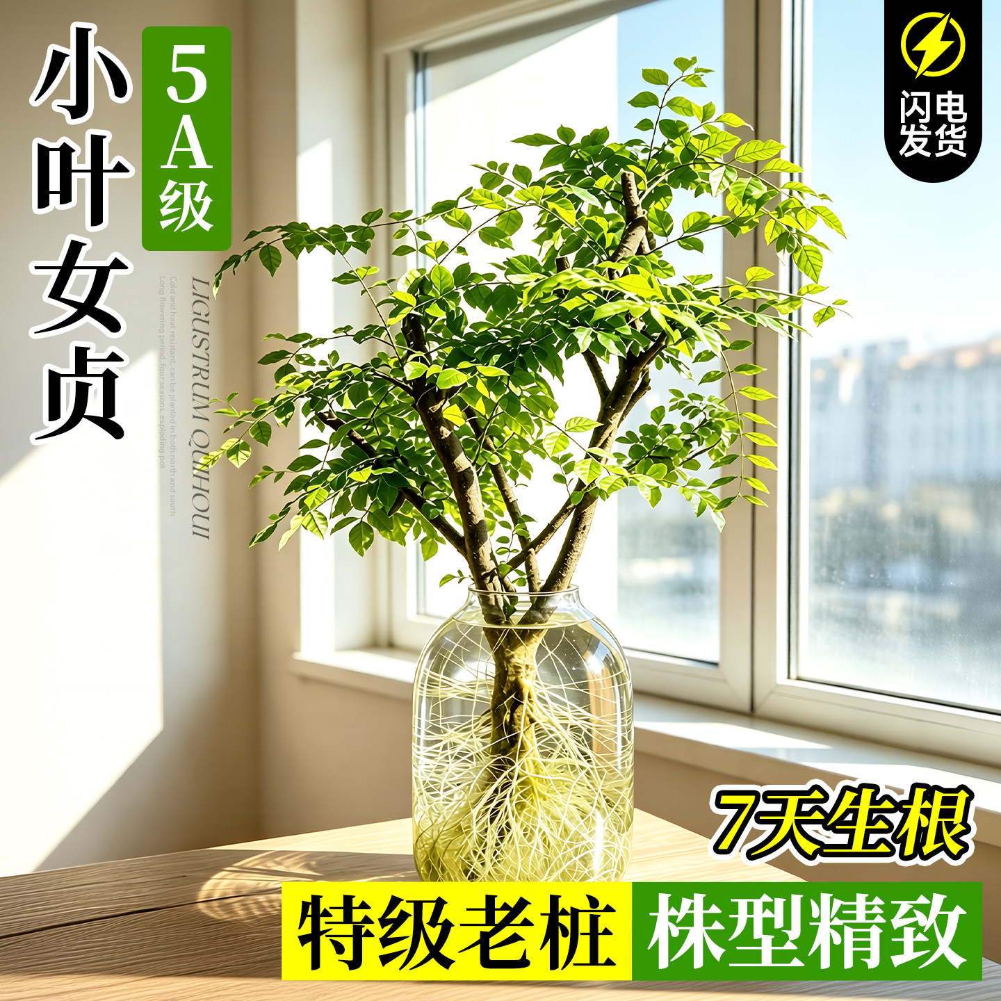 小叶女贞水培造型树老桩室内绿植四季常青桌面带根树苗植物鲜切枝